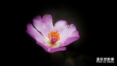 【簡(jiǎn)單生活】+簡(jiǎn)單的花花