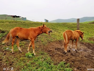 【簡單生活】+早起的馬兒