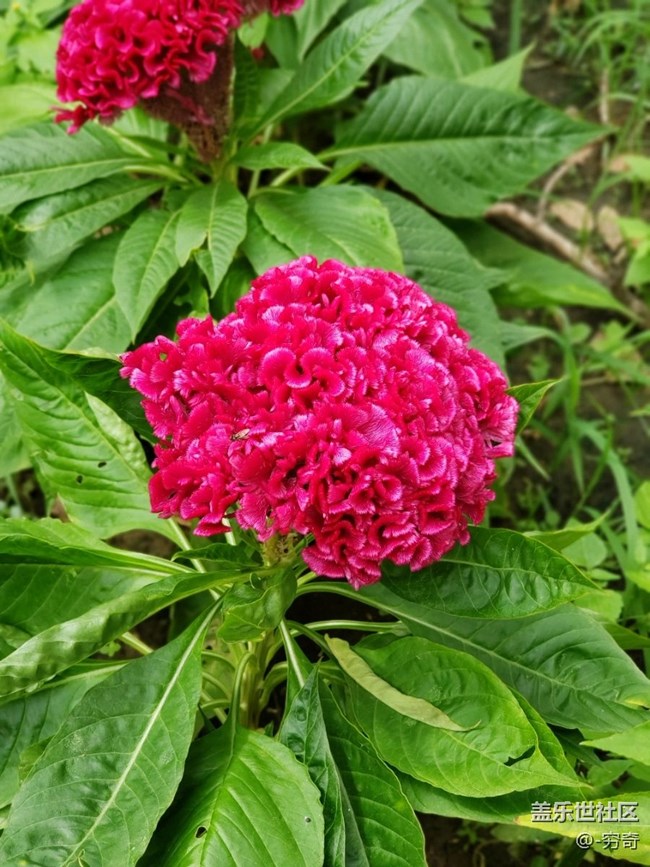 s9＋用戶上手note9最真實體驗?。。? title=