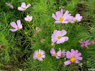 金九初秋時(shí)節(jié)之波斯菊