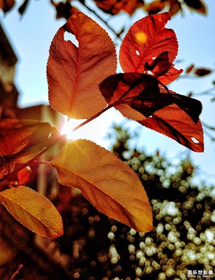 【簡(jiǎn)單生活】+隨拍就行一種愜意的生活享受