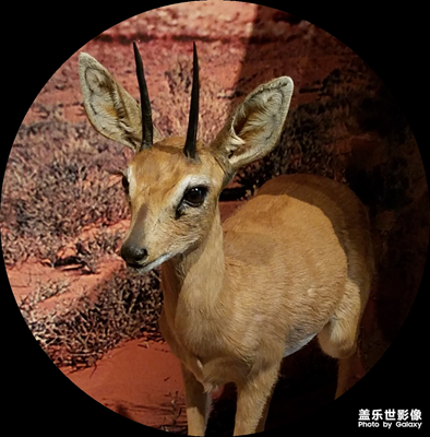 動(dòng)植最美的瞬間