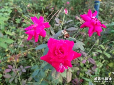 認(rèn)識(shí)香水月季花