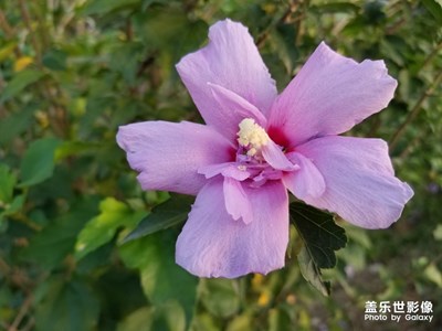 堅(jiān)韌質(zhì)樸的木槿花