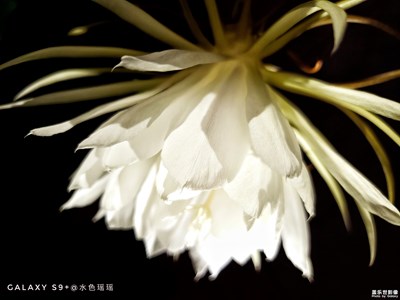 花為美--{S9+與曇花}