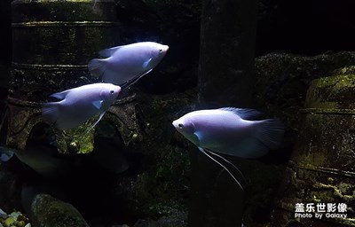 [自然之美]+熱帶魚(yú)