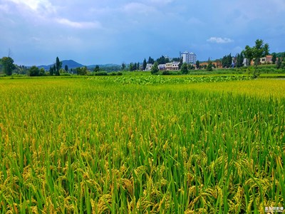 S7拍攝＿那稻田