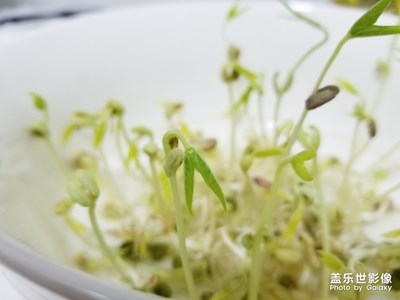 綠豆發(fā)芽了
