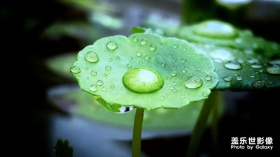 秋雨過(guò)后~綠