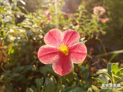清晨的花朵