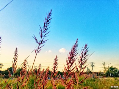 傍晚拍攝的斑茅