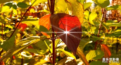 中秋語(yǔ)畫(huà)