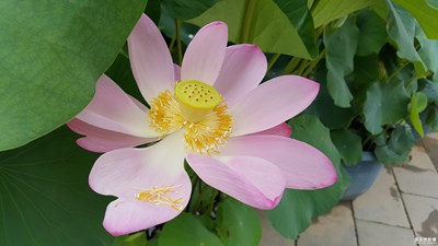 【熱愛生活】+賞荷