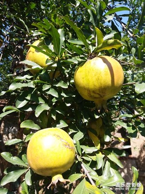 【熱愛生活】碩果累累