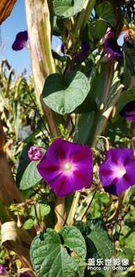 Note9 S9＋兩代機(jī)皇拍照對比