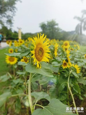 【熱愛生活】+云臺花園一游
