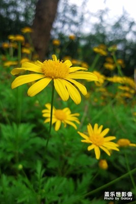 前行在幽經(jīng)