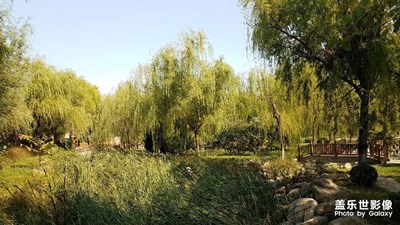 ［S7隨拍］小公園加小小水母