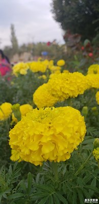 祖國萬壽無疆！