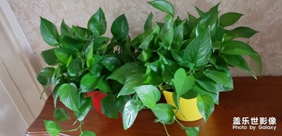 虛化和自動(dòng)模式對(duì)比同樣的位置，同樣的光線，兩種模式