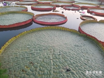 西安植物園里的蓮葉