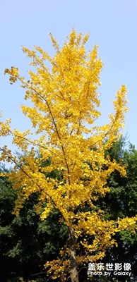 去年冬天的銀杏