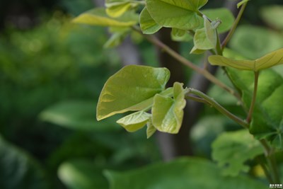 大明湖畔隨手拍