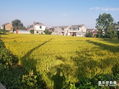 【相機(jī)里國慶】+泰州老家田園之美