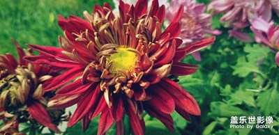 滿城菊花開(kāi)