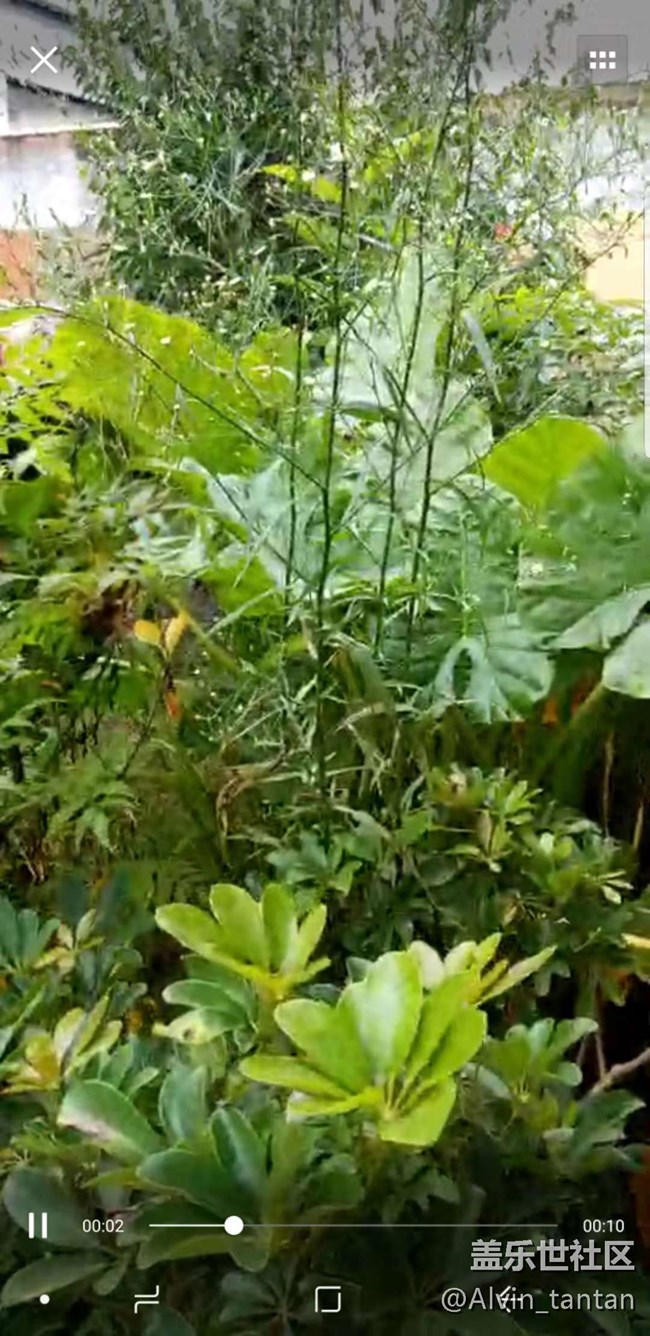 微信小視頻拍照畫質(zhì)很渣  不知各位有沒(méi)有這種情況