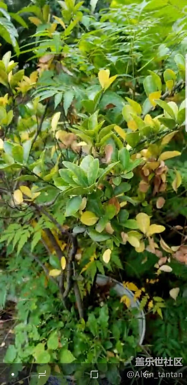 微信小視頻拍照畫質(zhì)很渣  不知各位有沒(méi)有這種情況