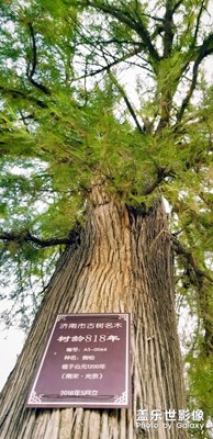 古樹蒼柏