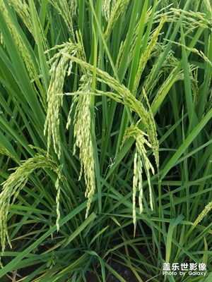 清遠(yuǎn)農(nóng)村