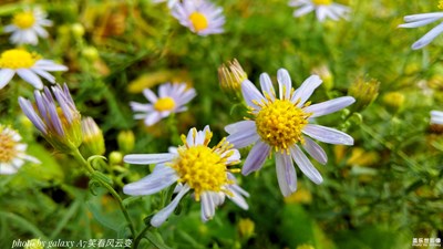【雨后清新】+純美海紫苑
