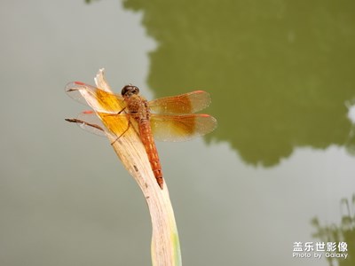 【隨手拍】我在路邊看見(jiàn)了一只蜻蜓