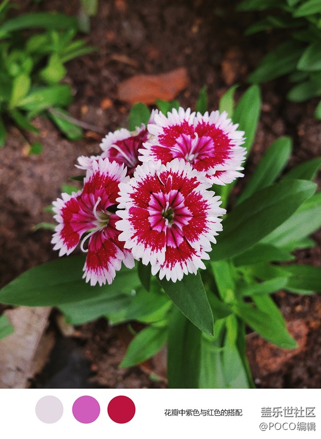 跟Galaxy Note9一起玩轉(zhuǎn)色彩，讓你的照片更出彩