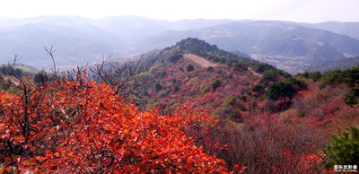 秋賞紅葉正當(dāng)時---安澤紅葉嶺