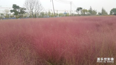 傾城粉黛，如云如霞