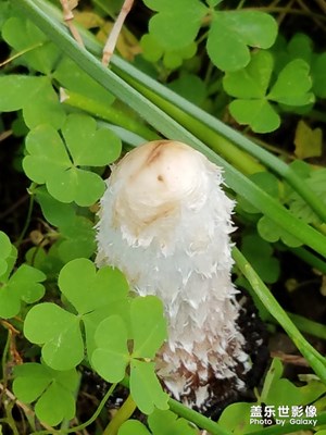 什么東東？