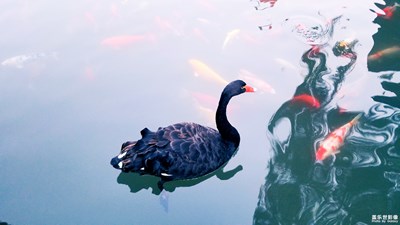 中國最美瞬間+Cygnus atratus