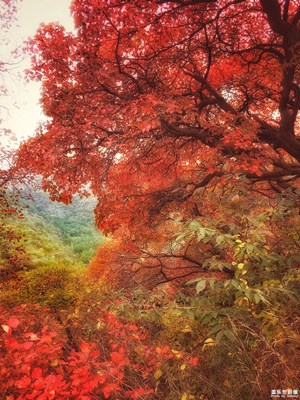 秋之紅