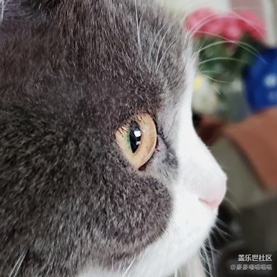 漂亮小姐姐和小喵喵