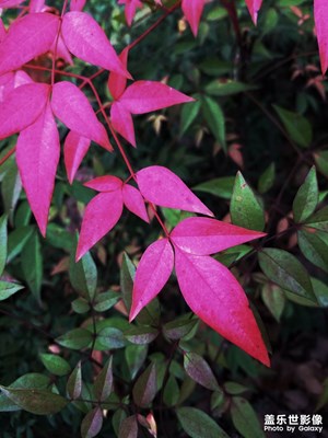 南方的秋天總是遲了些