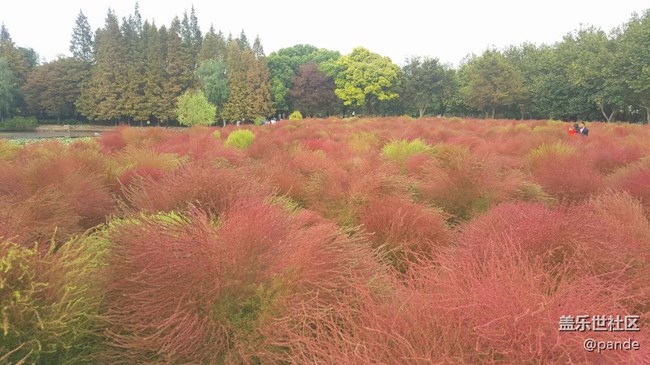 日常曬圖-粉黛亂子草