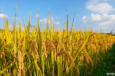 【秋至】+秋收?qǐng)D