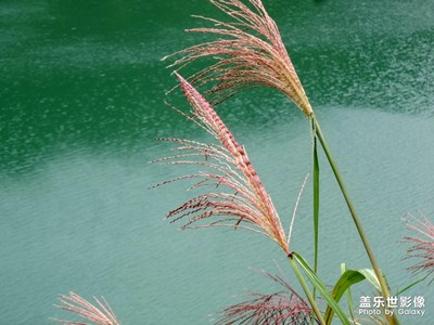 隨手拍－清水江一角