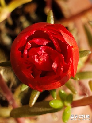 太陽花
