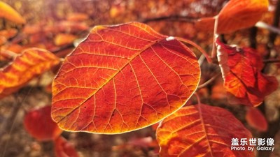 秋天的詩(shī)言