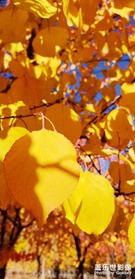 金色秋天