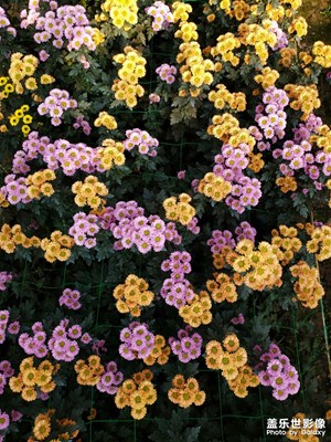 不是花中偏愛菊，此花開盡更無花。